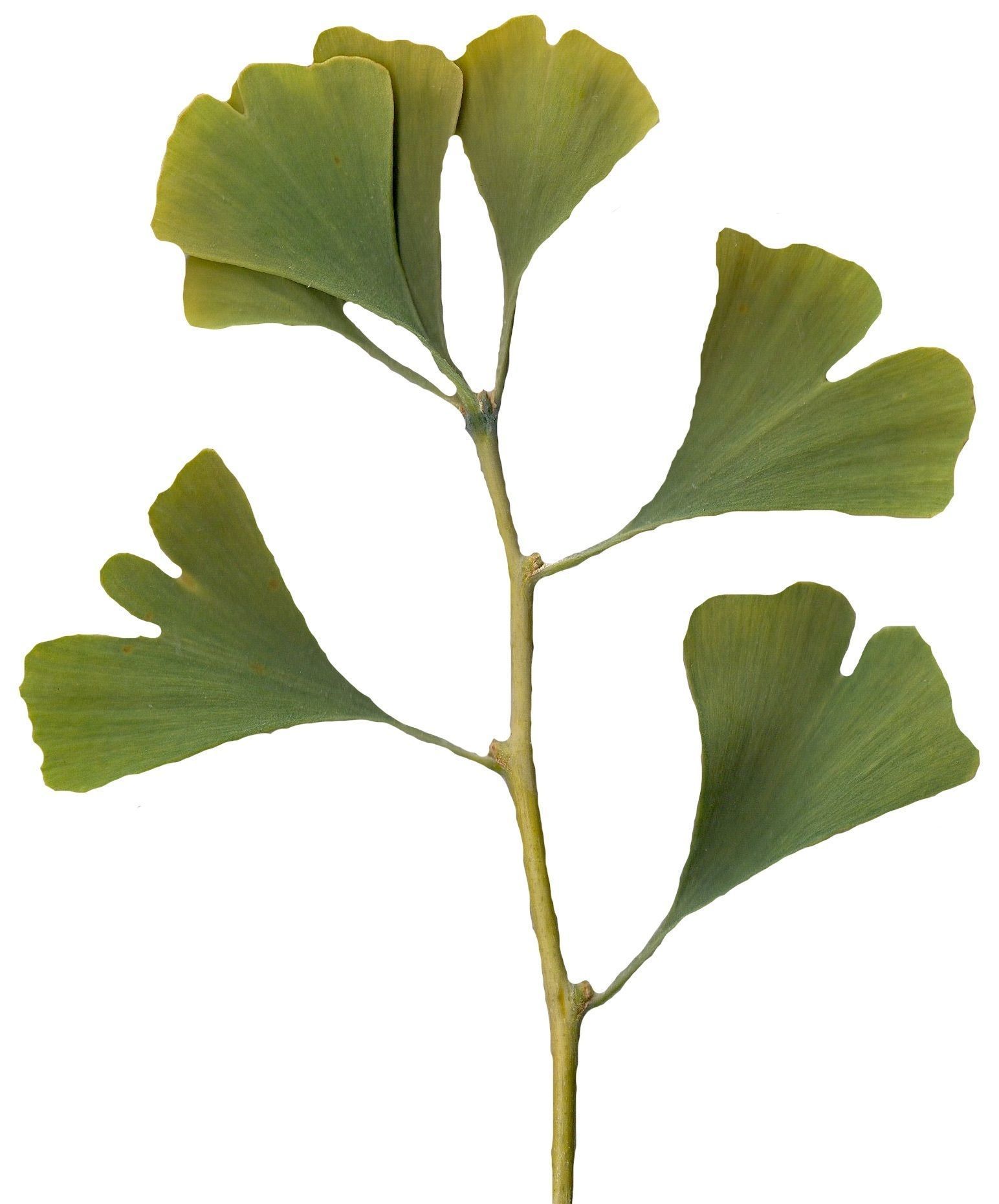 Ginkgo Texture Pack - 120 Textures Texture_50