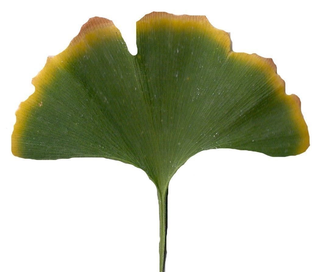 Ginkgo Texture Pack - 120 Textures Texture_63
