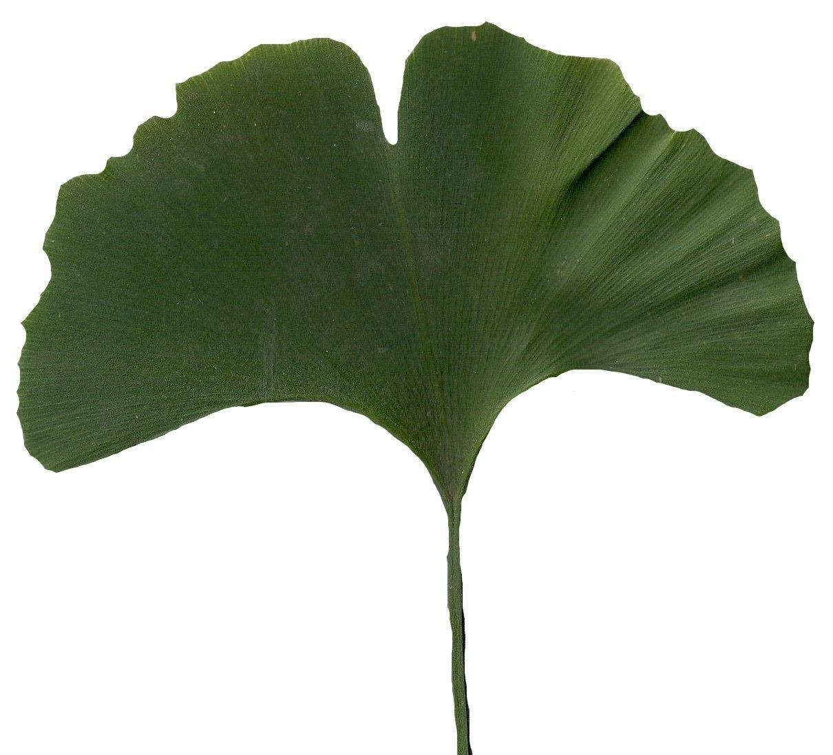 Ginkgo Texture Pack - 120 Textures Texture_86