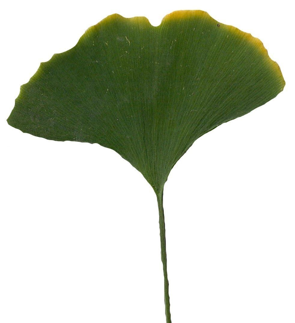 Ginkgo Texture Pack - 120 Textures Texture_96
