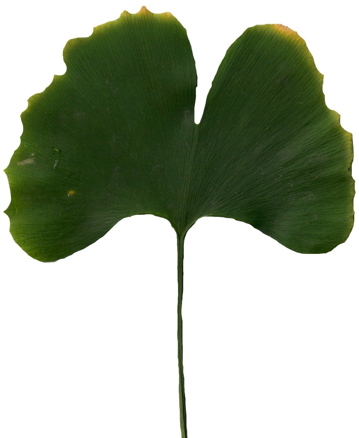 Ginkgo Texture Pack - 120 Textures Texture_58