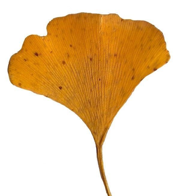 Ginkgo Texture Pack - 120 Textures Texture_62