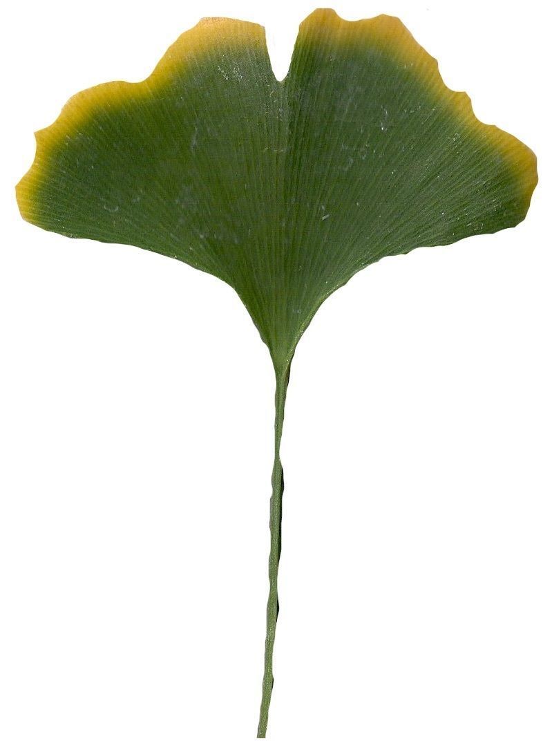 Ginkgo Texture Pack - 120 Textures Texture_100
