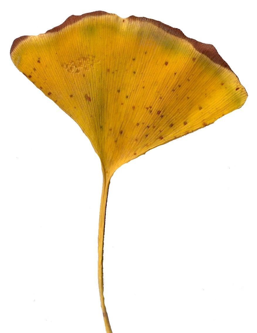 Ginkgo Texture Pack - 120 Textures Texture_61