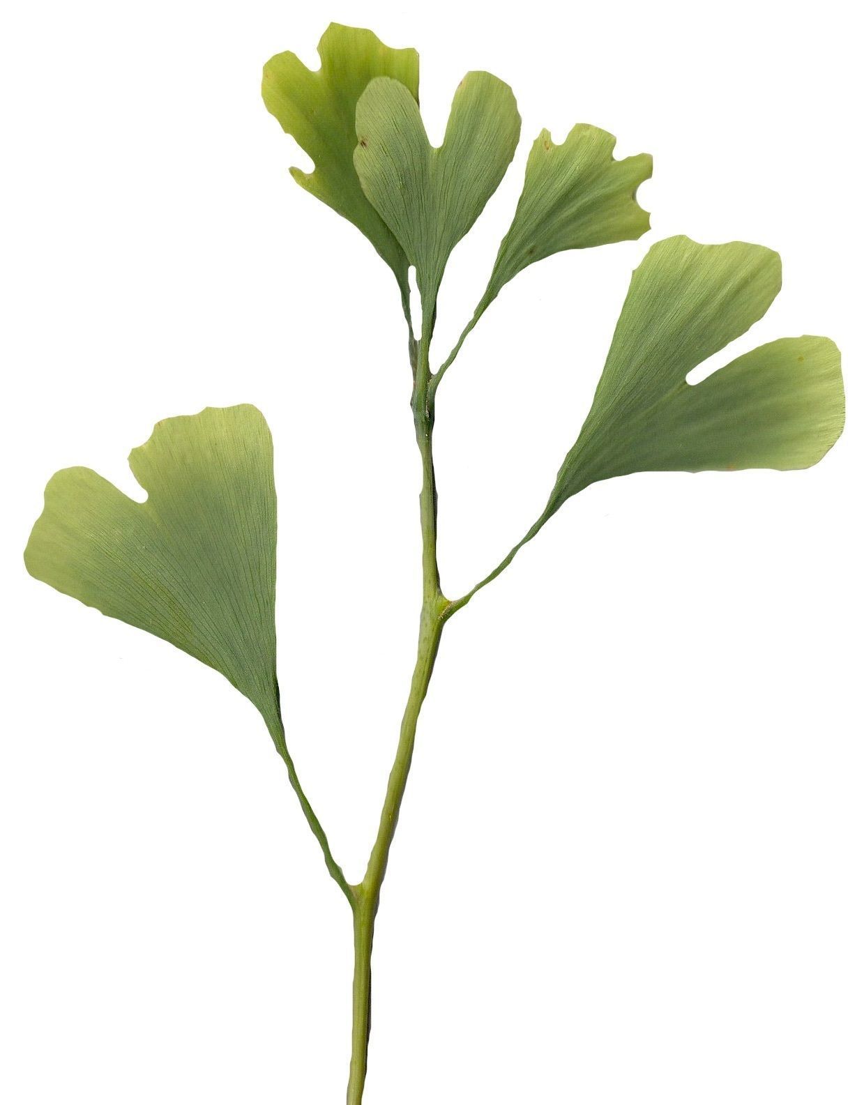 Ginkgo Texture Pack - 120 Textures Texture_30