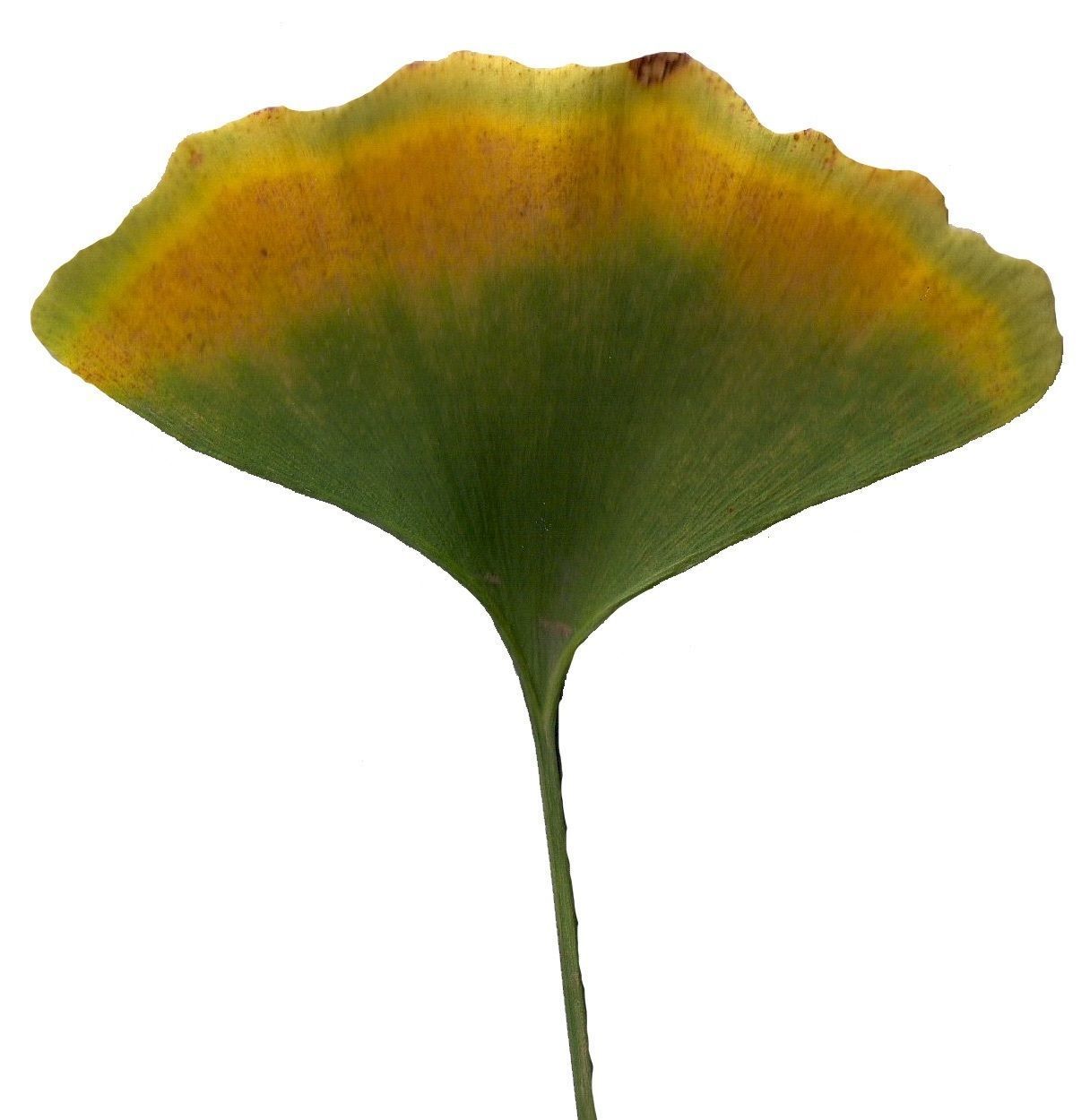 Ginkgo Texture Pack - 120 Textures Texture_57