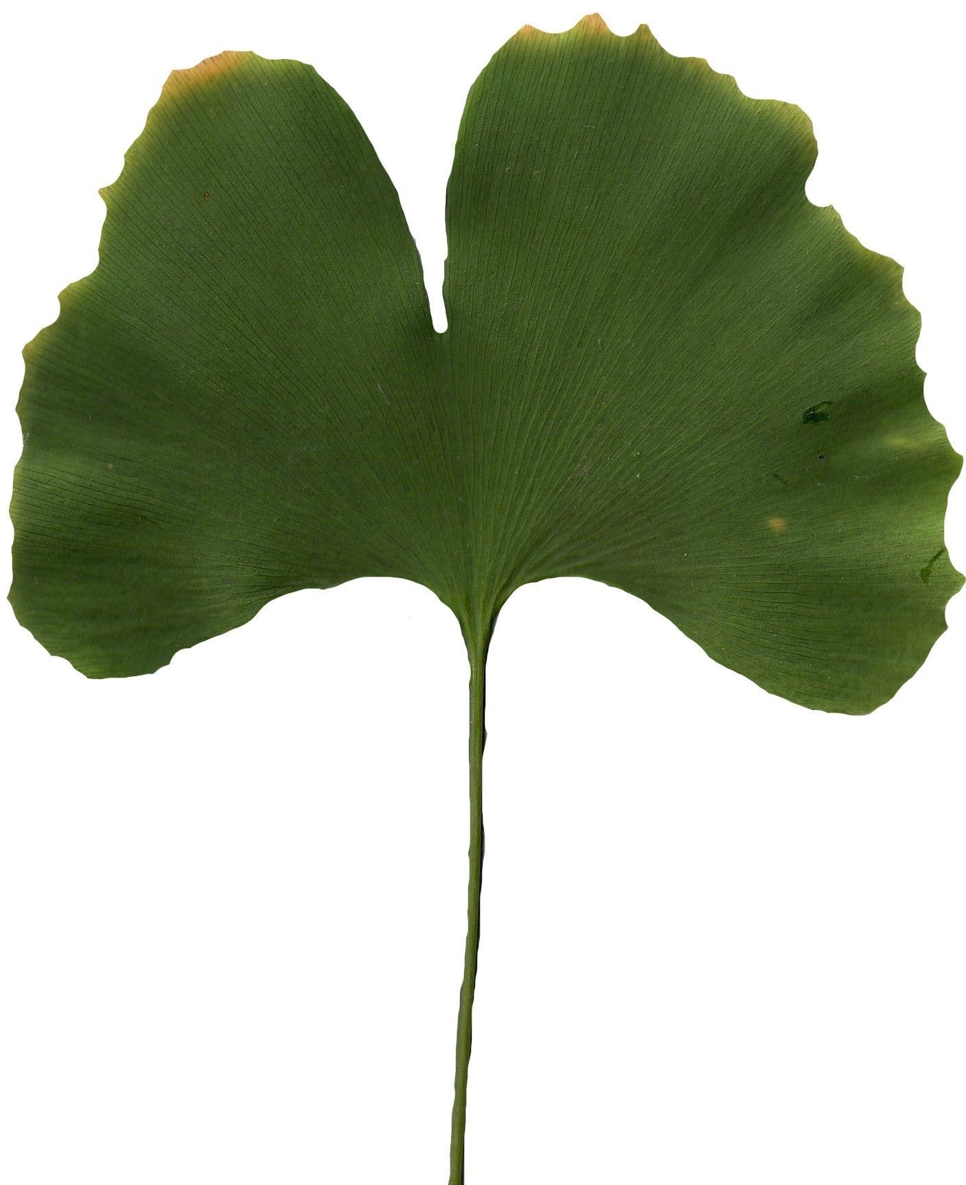 Ginkgo Texture Pack - 120 Textures Texture_56