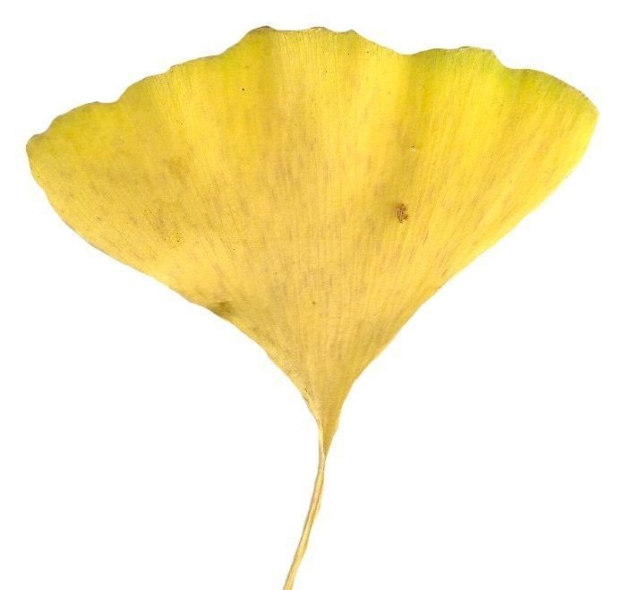 Ginkgo Texture Pack - 120 Textures Texture_108