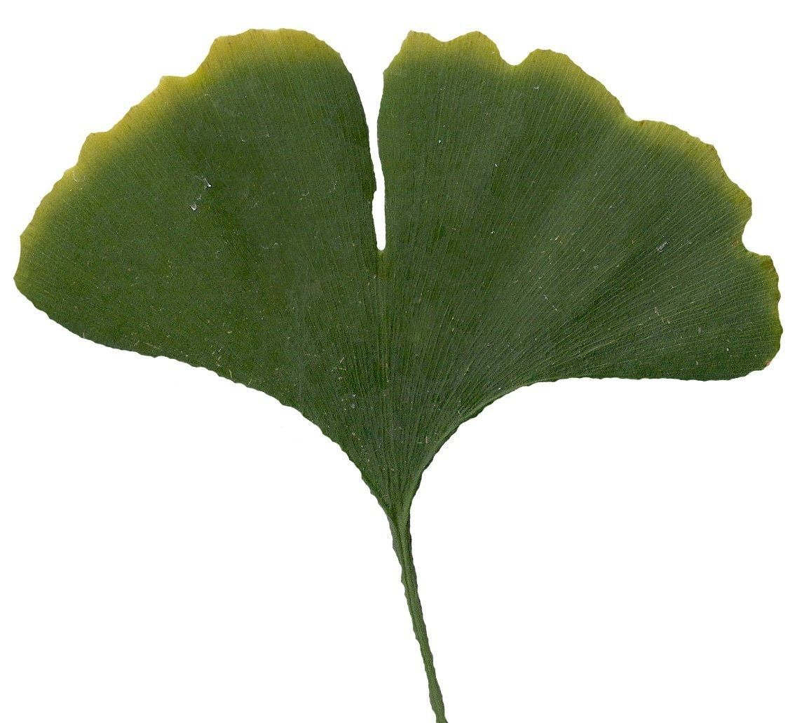 Ginkgo Texture Pack - 120 Textures Texture_78