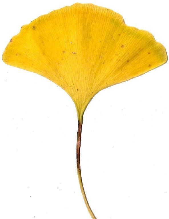 Ginkgo Texture Pack - 120 Textures Texture_105