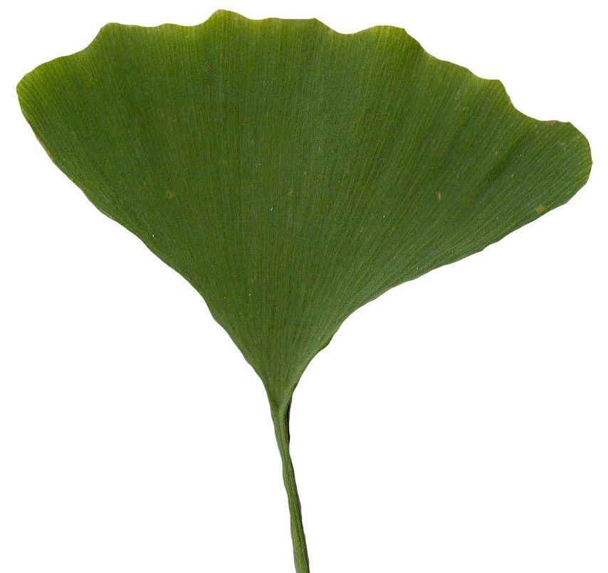 Ginkgo Texture Pack - 120 Textures Texture_89