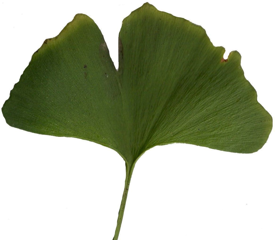 Ginkgo Texture Pack - 120 Textures Texture_60