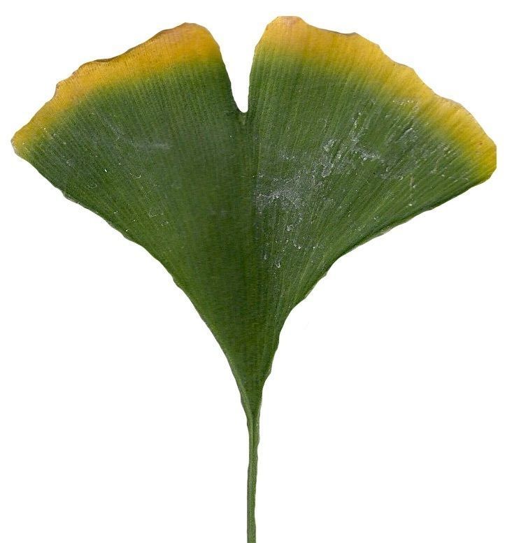 Ginkgo Texture Pack - 120 Textures Texture_83