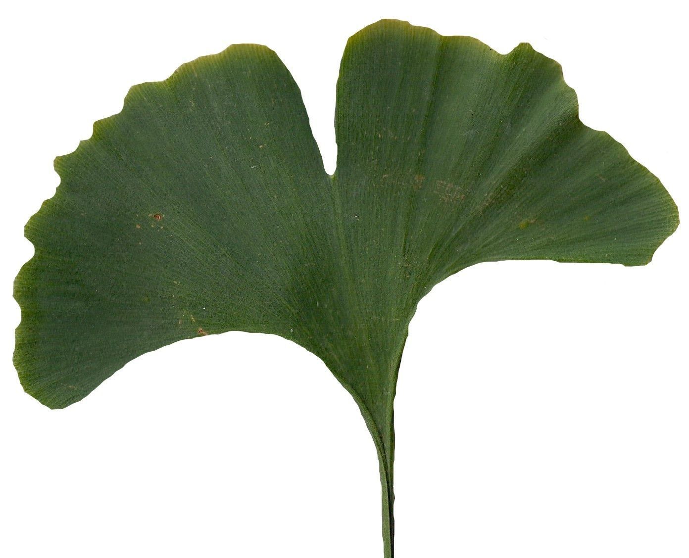 Ginkgo Texture Pack - 120 Textures Texture_82