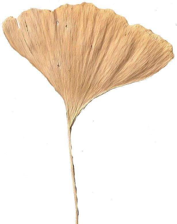Ginkgo Texture Pack - 120 Textures Texture_88