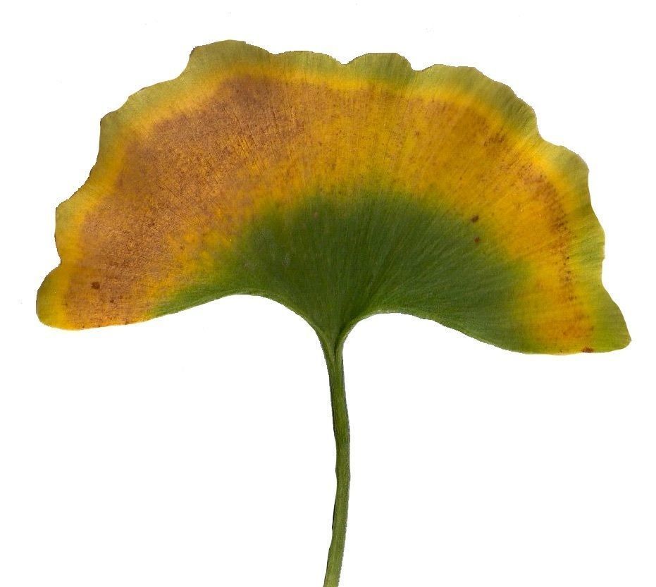 Ginkgo Texture Pack - 120 Textures Texture_67