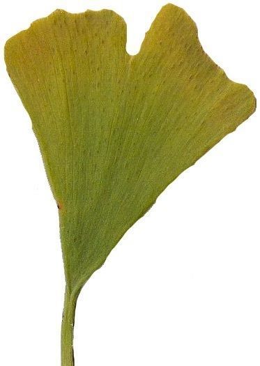 Ginkgo Texture Pack - 120 Textures Texture_31