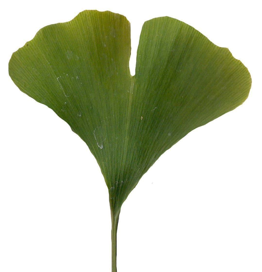 Ginkgo Texture Pack - 120 Textures Texture_8