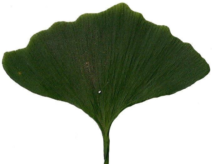 Ginkgo Texture Pack - 120 Textures Texture_3