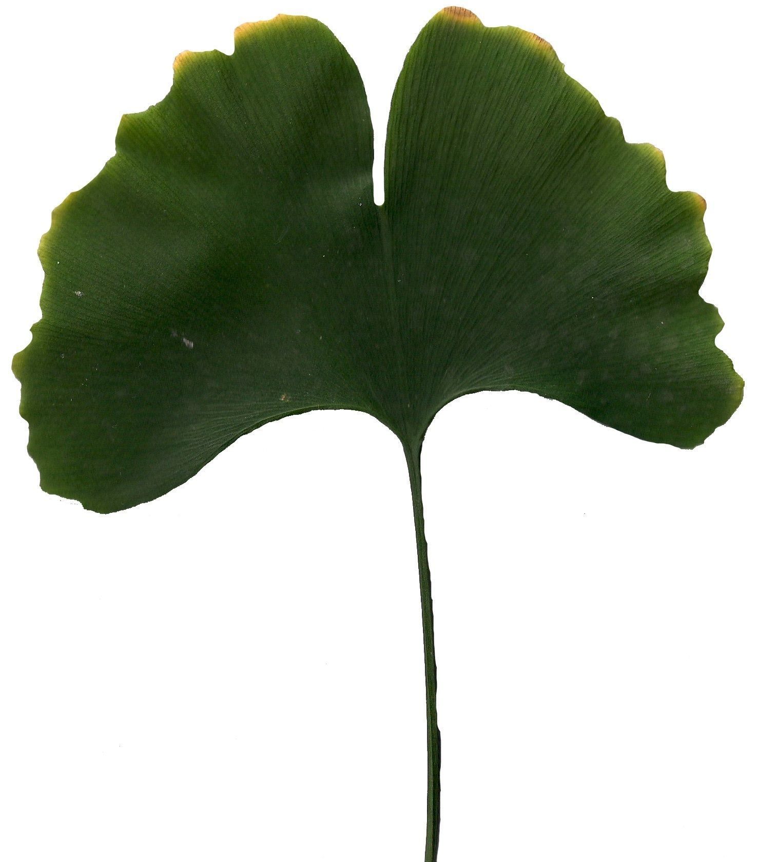 Ginkgo Texture Pack - 120 Textures Texture_49