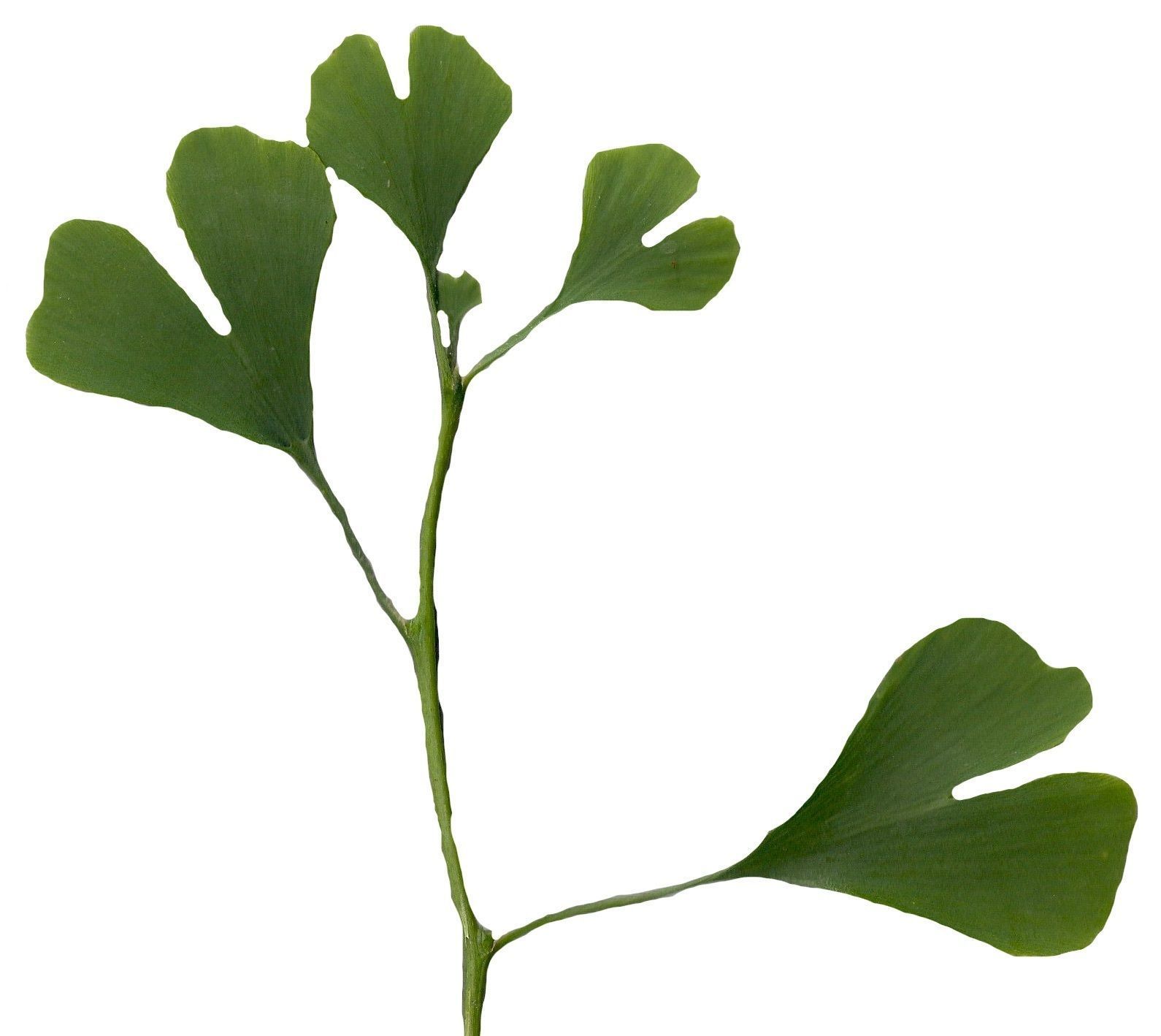 Ginkgo Texture Pack - 120 Textures Texture_32