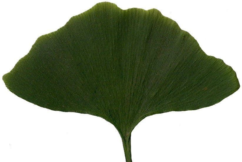 Ginkgo Texture Pack - 120 Textures Texture_17
