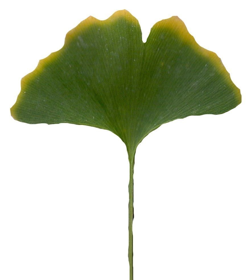 Ginkgo Texture Pack - 120 Textures Texture_104