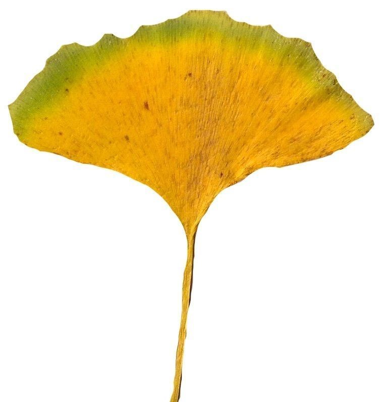 Ginkgo Texture Pack - 120 Textures Texture_48
