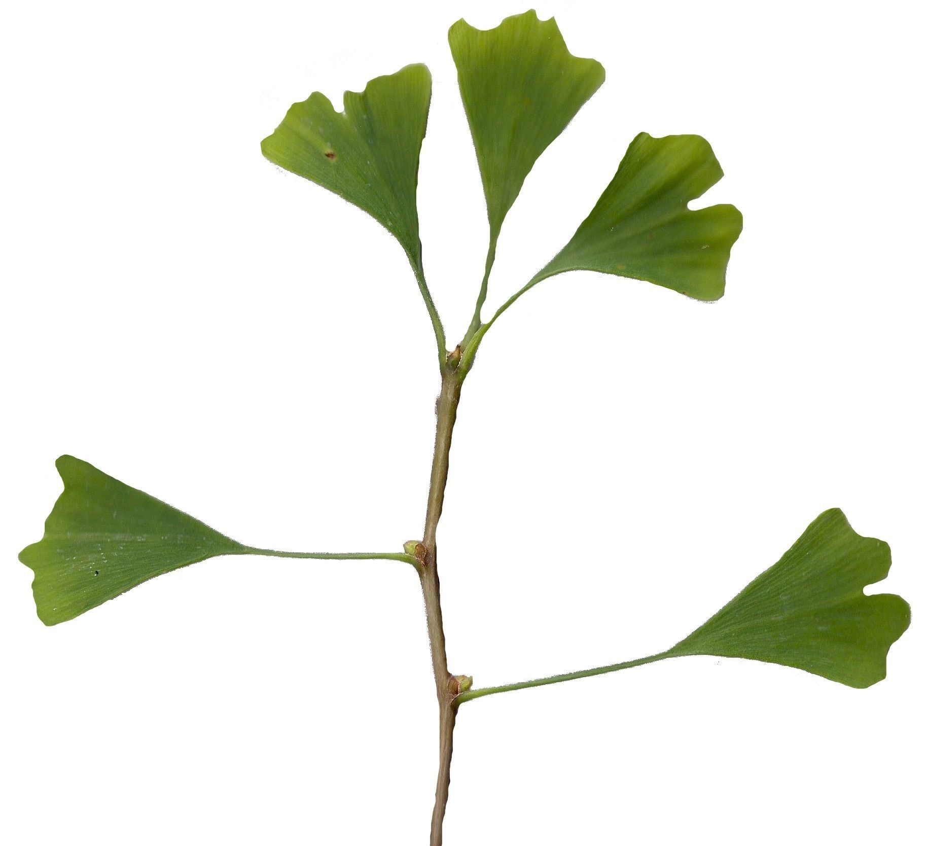 Ginkgo Texture Pack - 120 Textures Texture_116