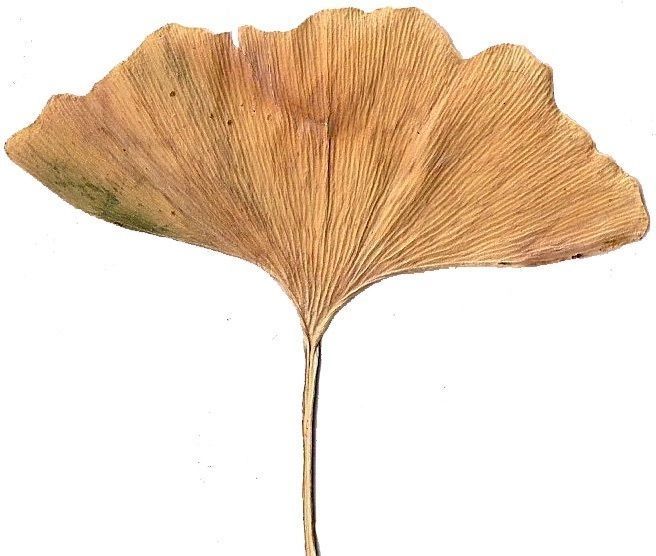 Ginkgo Texture Pack - 120 Textures Texture_114