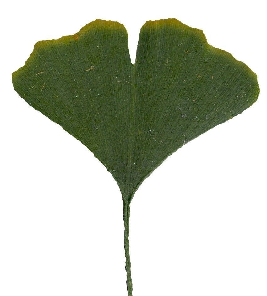 Ginkgo Texture Pack - 120 Textures Texture_80