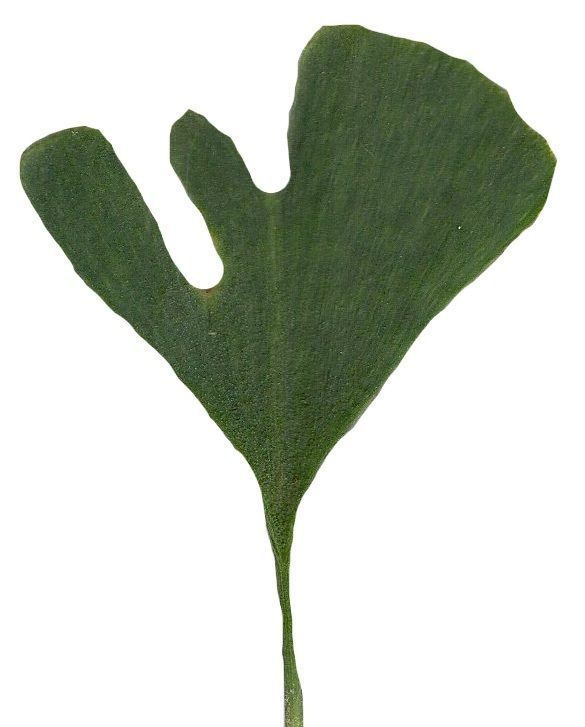 Ginkgo Texture Pack - 120 Textures Texture_97