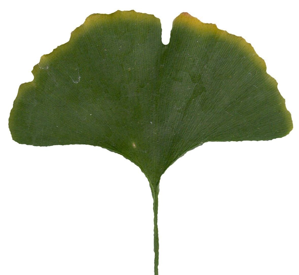 Ginkgo Texture Pack - 120 Textures Texture_79