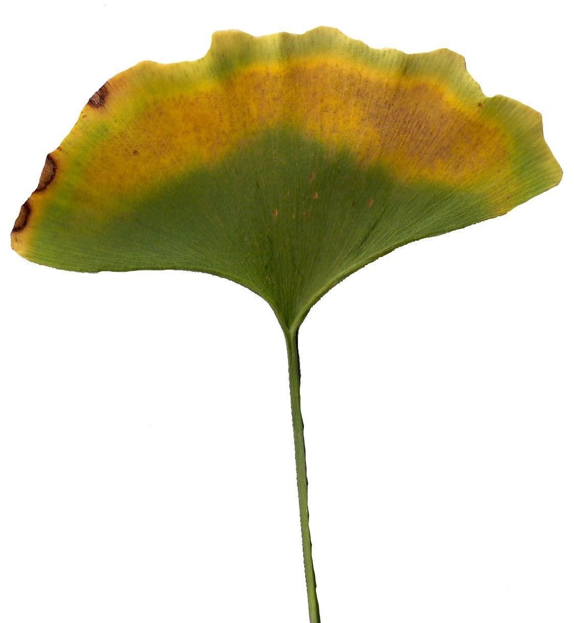 Ginkgo Texture Pack - 120 Textures Texture_66
