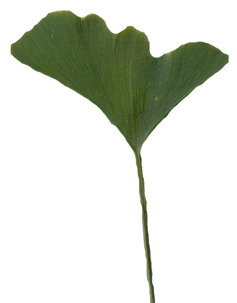 Ginkgo Texture Pack - 120 Textures Texture_91