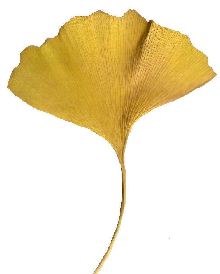 Ginkgo Texture Pack - 120 Textures Texture_59