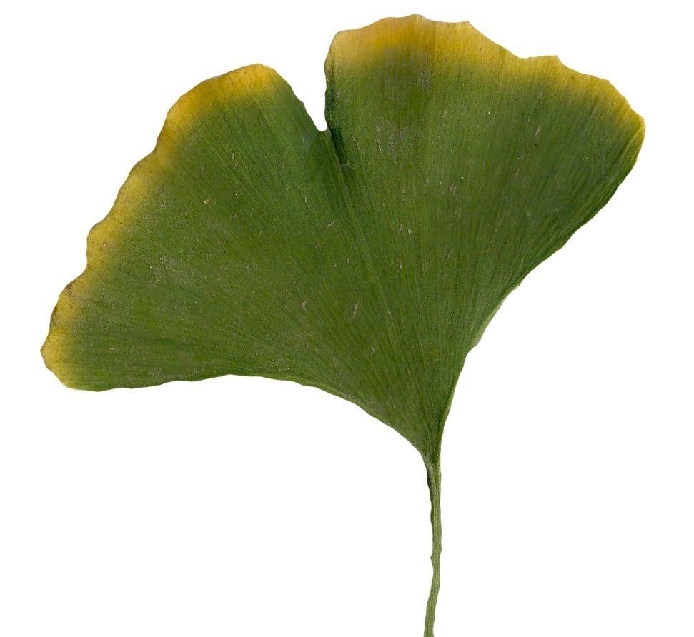 Ginkgo Texture Pack - 120 Textures Texture_99