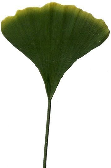 Ginkgo Texture Pack - 120 Textures Texture_4