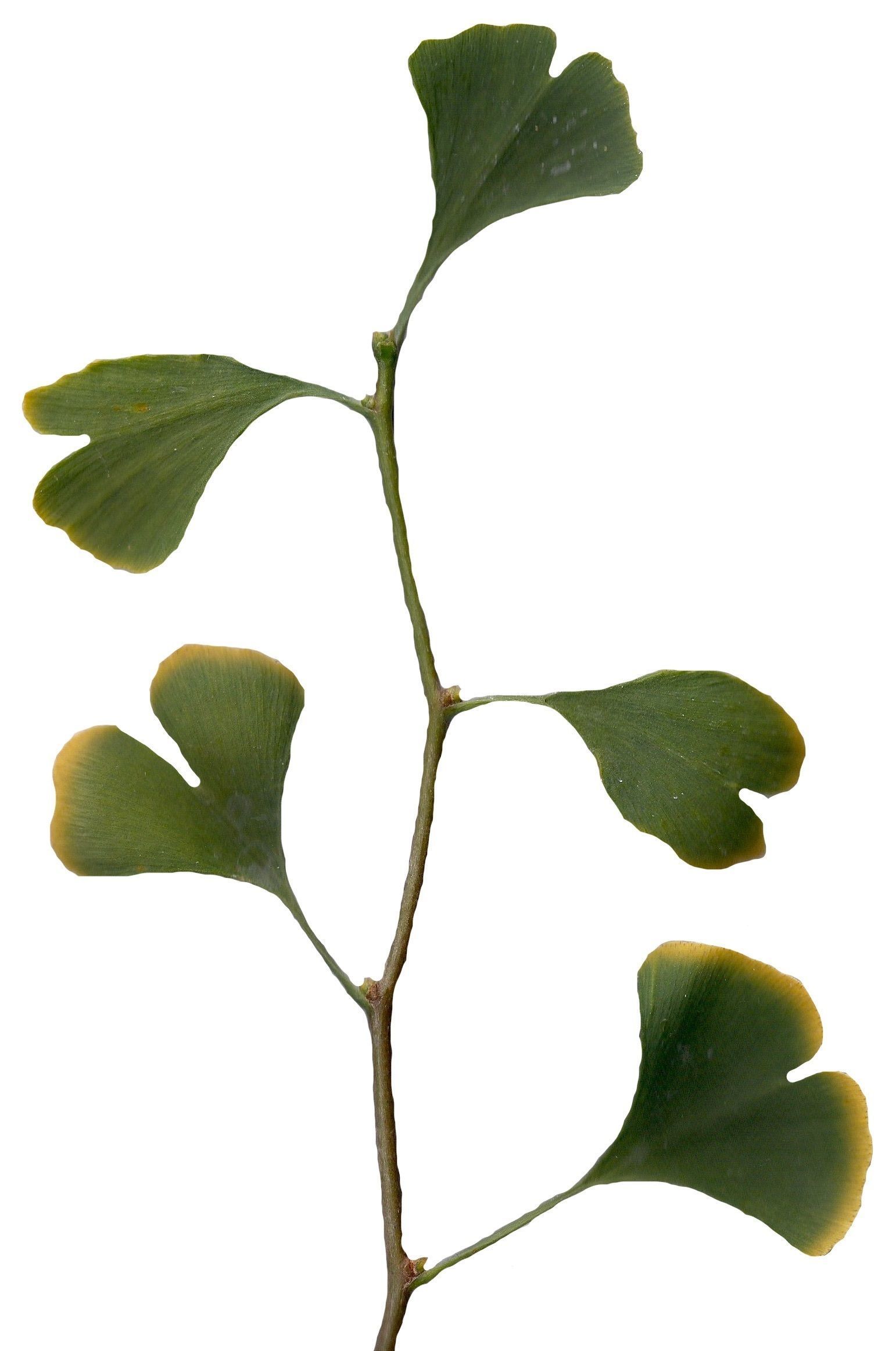 Ginkgo Texture Pack - 120 Textures Texture_21