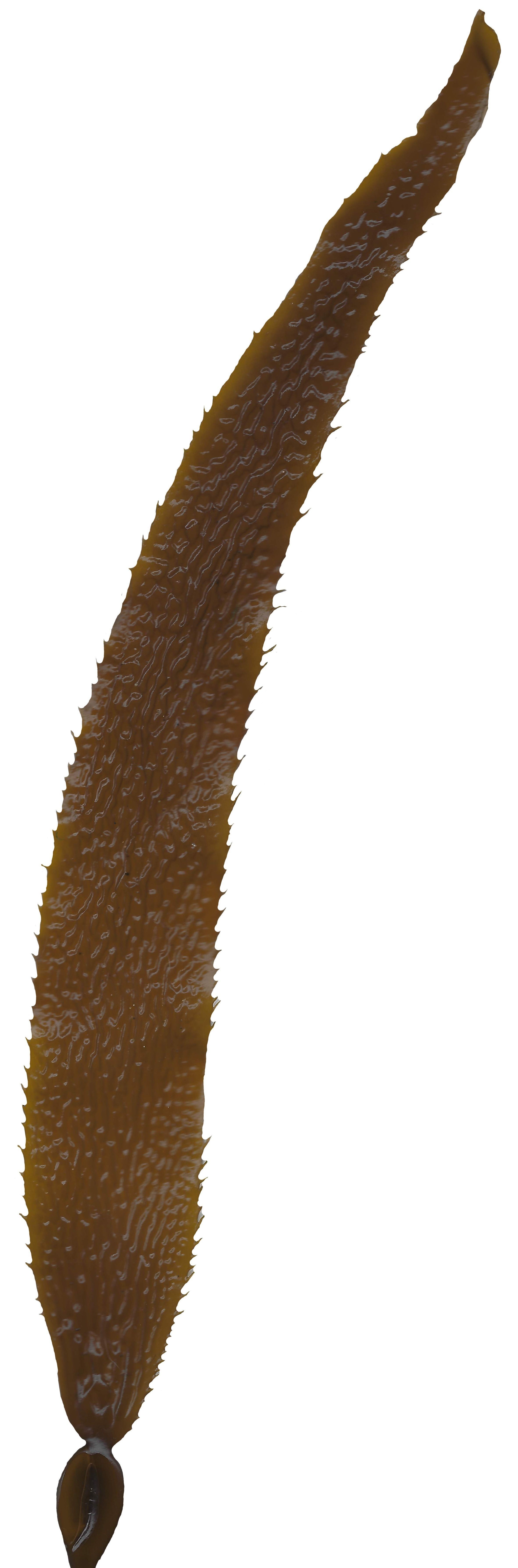 Giant Kelp Texture Pack - 22 Textures Texture_17