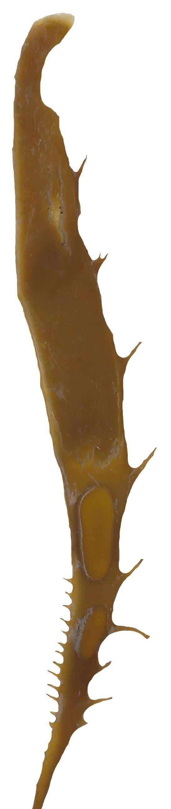 Giant Kelp Texture Pack - 22 Textures Texture_19