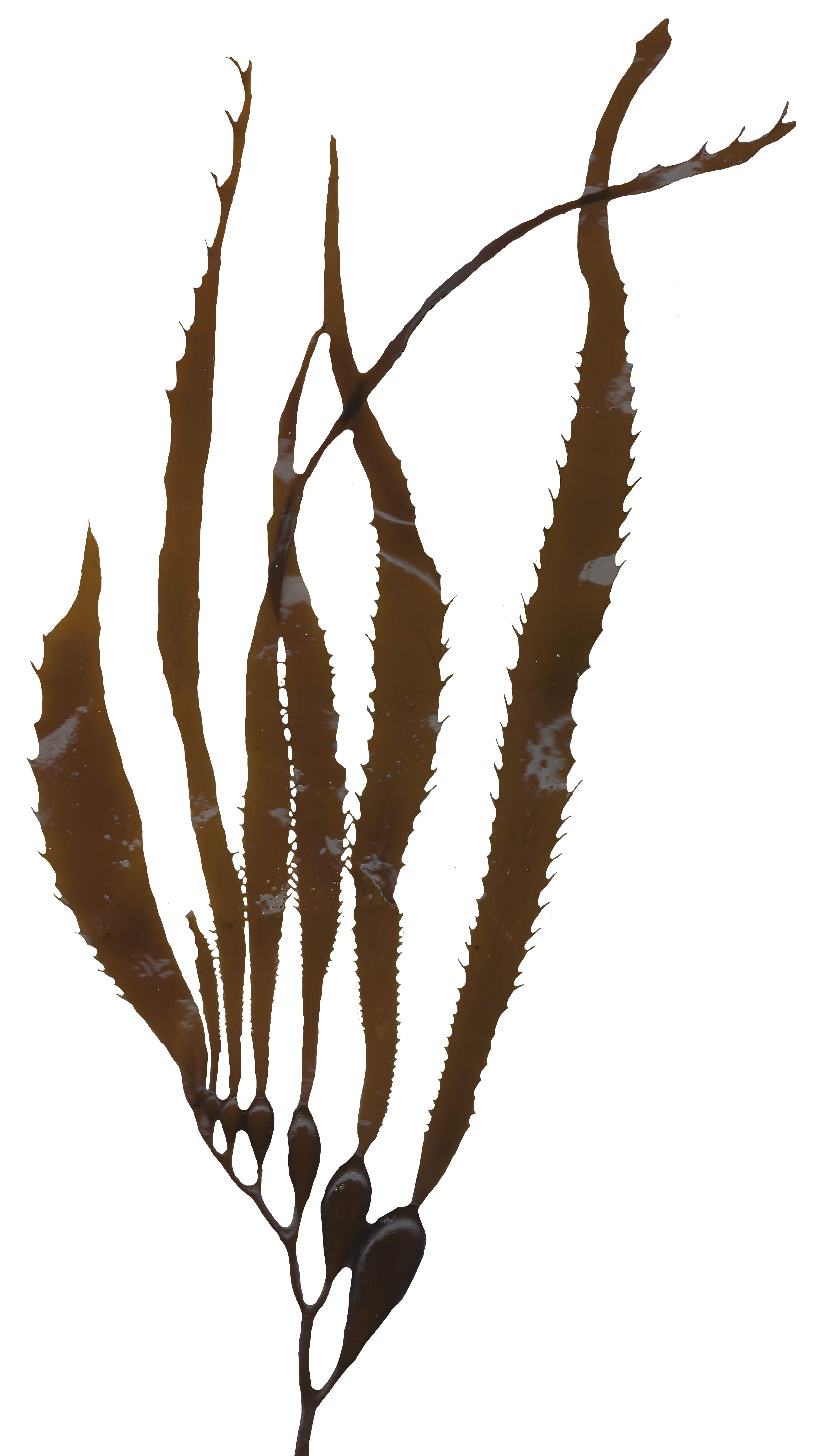 Giant Kelp Texture Pack - 22 Textures Texture_12