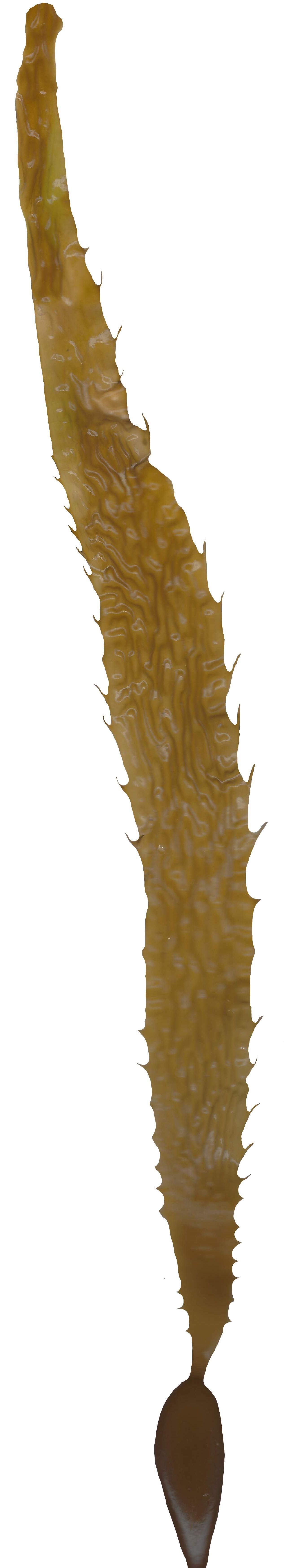 Giant Kelp Texture Pack - 22 Textures Texture_7