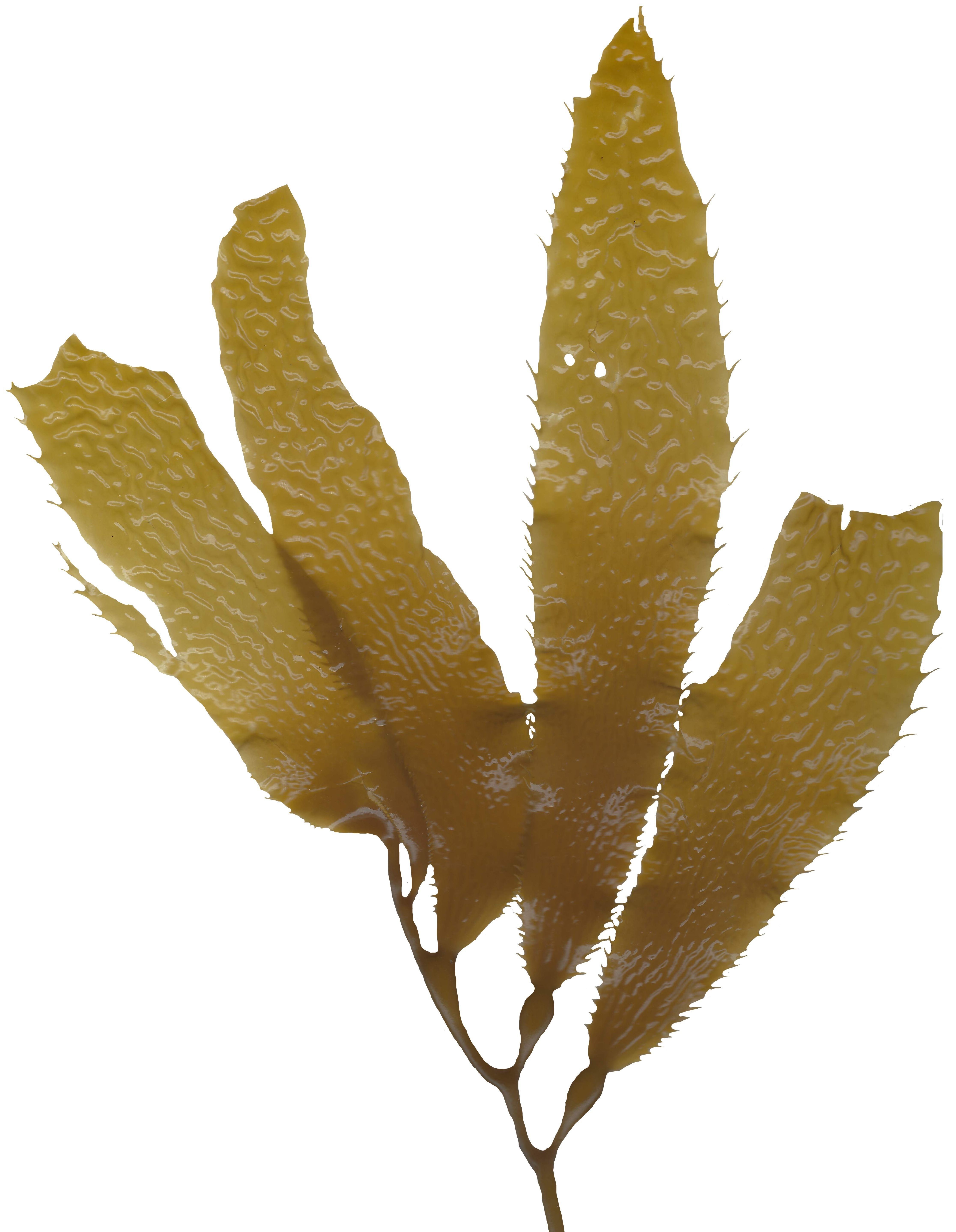 Giant Kelp Texture Pack - 22 Textures Texture_6