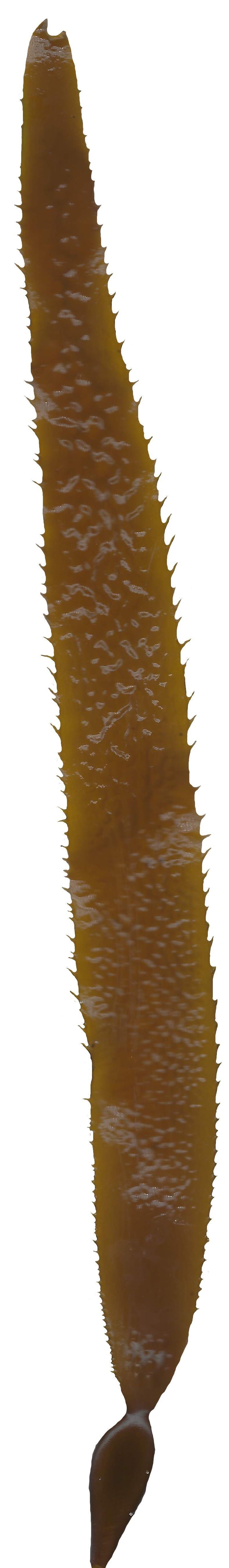 Giant Kelp Texture Pack - 22 Textures Texture_2