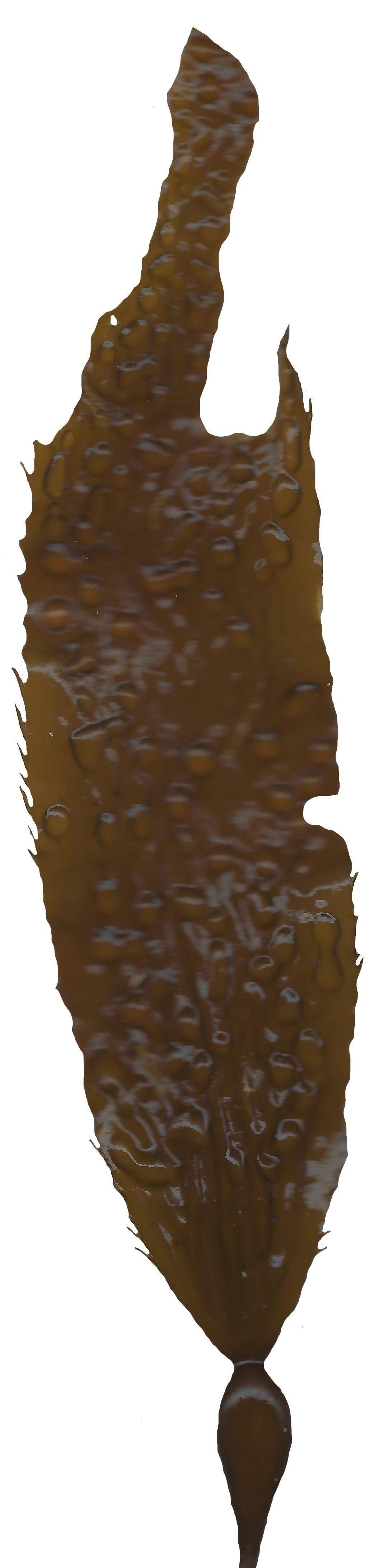 Giant Kelp Texture Pack - 22 Textures Texture_15