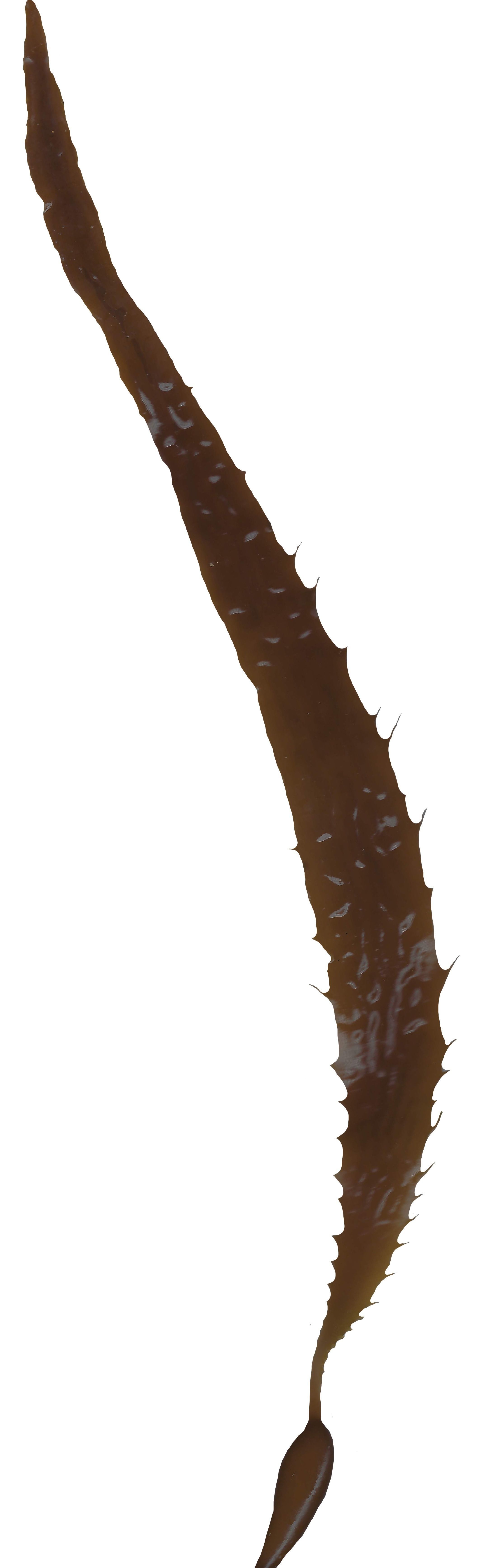 Giant Kelp Texture Pack - 22 Textures Texture_9