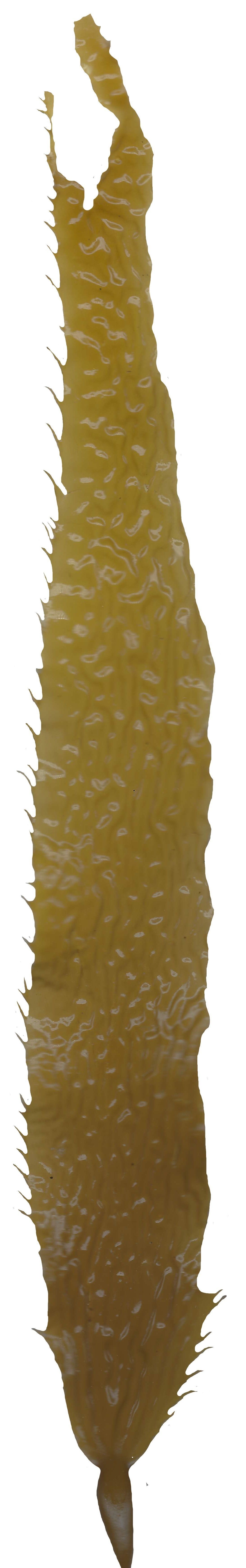 Giant Kelp Texture Pack - 22 Textures Texture_4