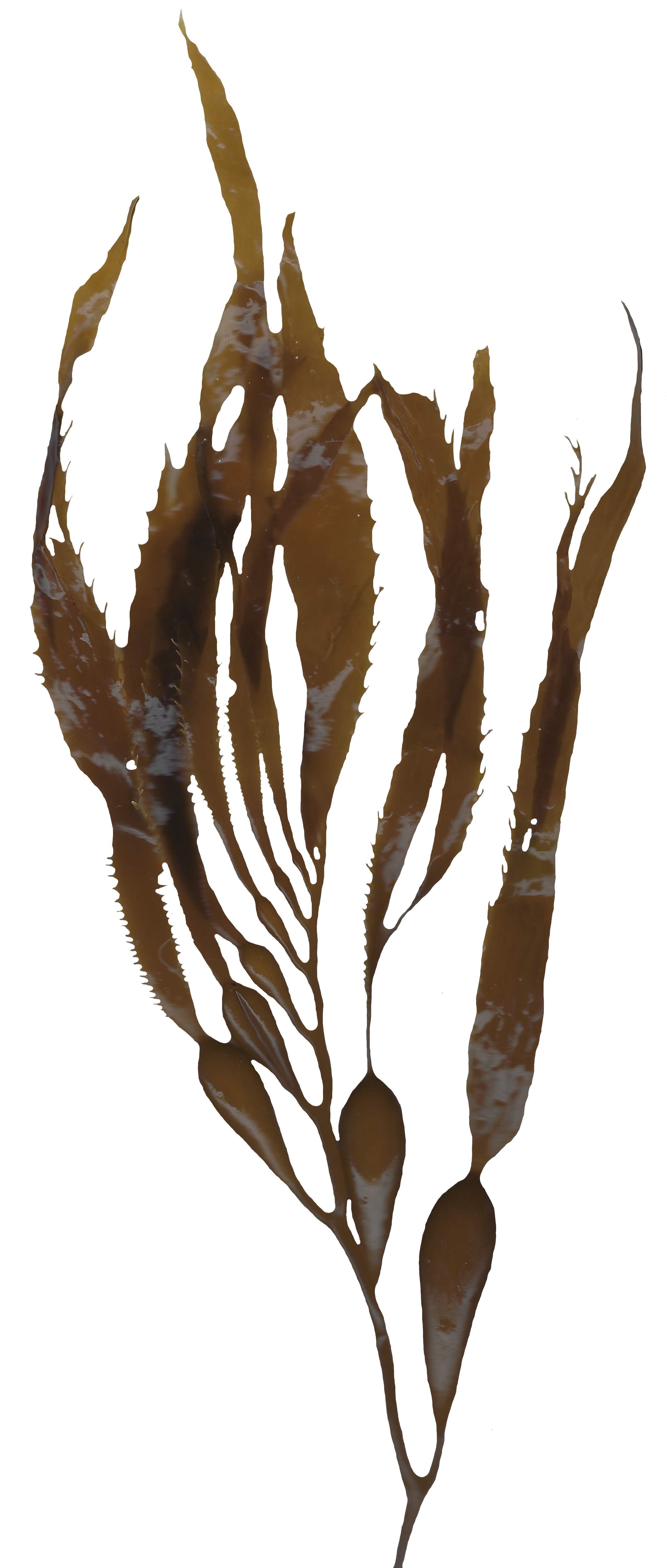 Giant Kelp Texture Pack - 22 Textures Texture_1