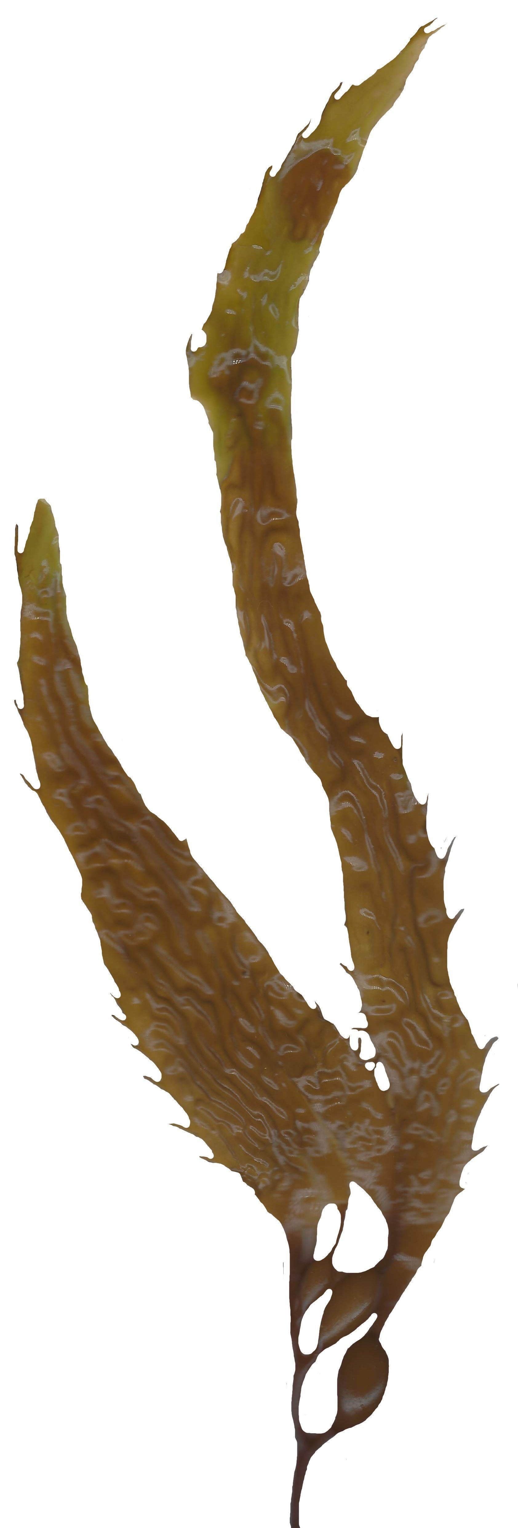 Giant Kelp Texture Pack - 22 Textures Texture_3